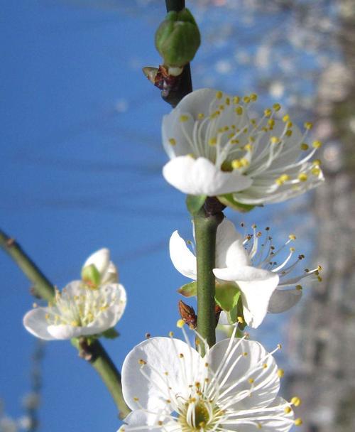 梅花花语的深刻意义（探究梅花花语的文化内涵）