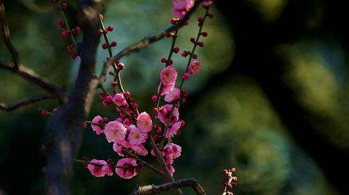 梅花花语的深刻意义（探究梅花花语的文化内涵）