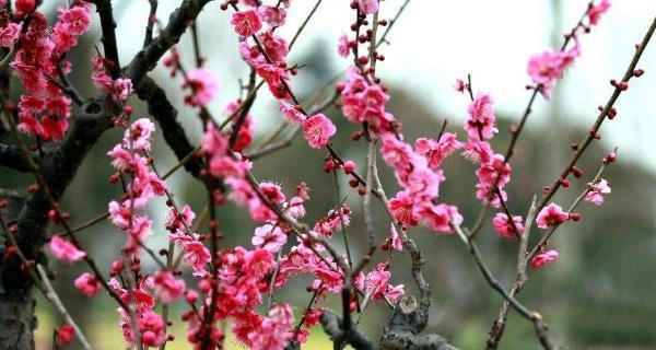 冬天的梅花——坚强与希望的象征（冬梅的美丽与生命力）