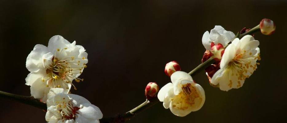 梅花（寒冷中的美丽与顽强）