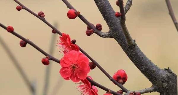 梅花的象征意义与美学价值（揭示梅花的深刻内涵与文化价值）