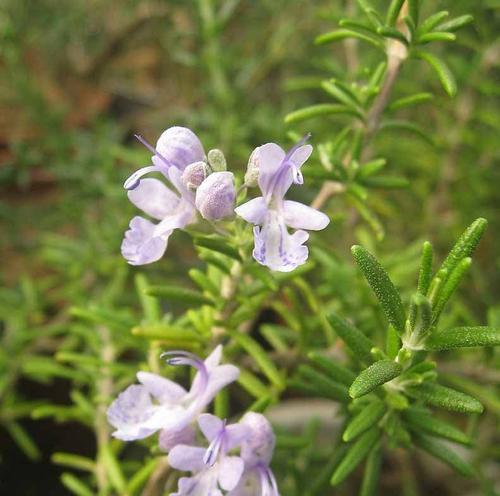 迷迭香之花语与传说（探秘迷迭香花语的含义及其神秘的传说）