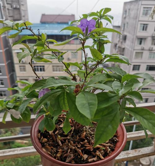 茉莉花的花语与寓意及适合送给的人群（茉莉花开放的美丽）