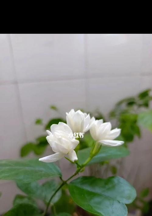 茉莉花的花语与寓意及适合送给的人群（茉莉花开放的美丽）