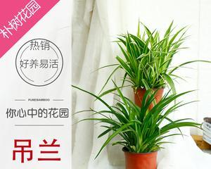 客厅养护必备，吊兰完美装点家居（吊兰是客厅的最佳绿化植物）