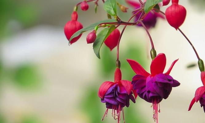 吊钟花开完花后的护理方法（花期结束）