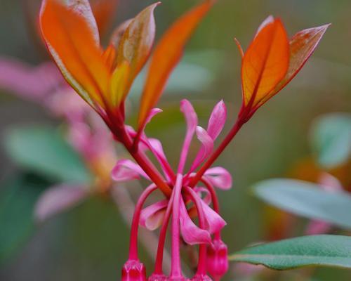 吊钟花开完花后的护理方法（花期结束）