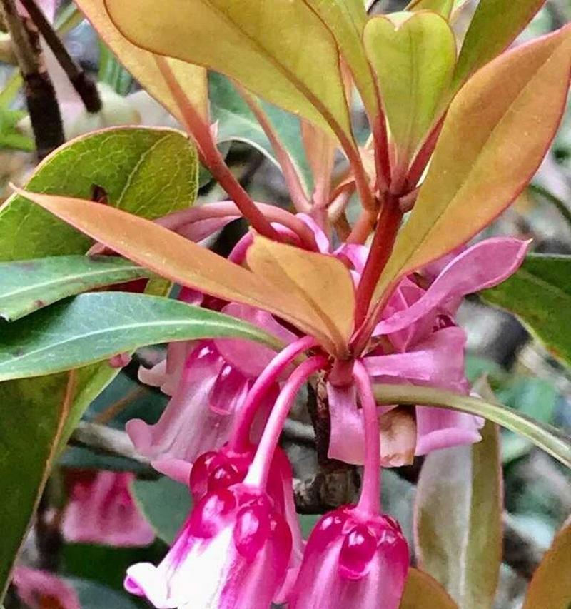 吊钟花开花时间及花期特点（探寻吊钟花的开花规律与优美之处）