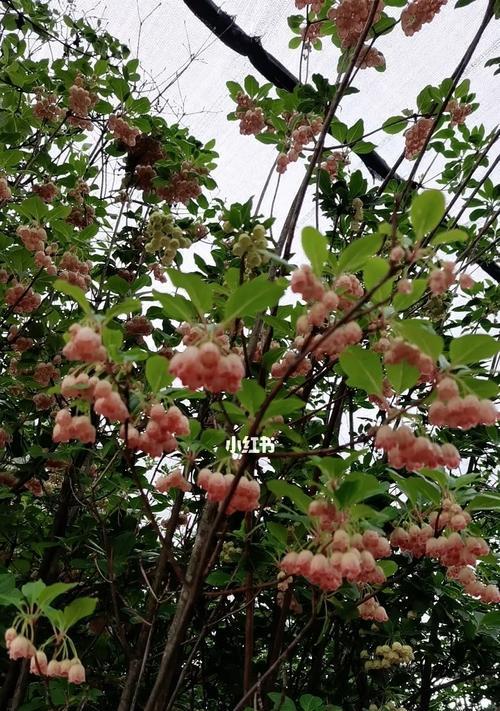 水养吊钟花的全面指南（家里没阳光也能轻松养活吊钟花）