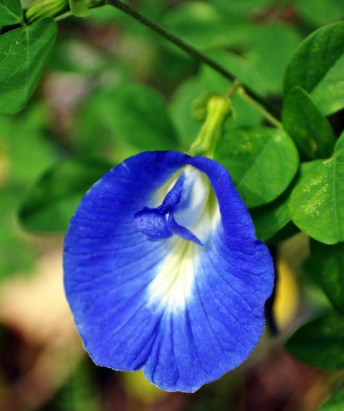 蝶豆花（从种子到开花）