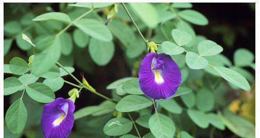 蝶豆花——大自然的彩虹之花（探秘蝶豆花的种类）