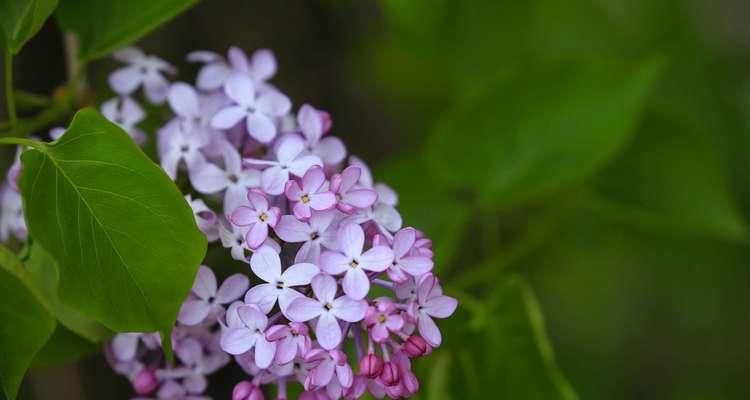 什么时候是丁香的花期（探究丁香开花的时节和特点）