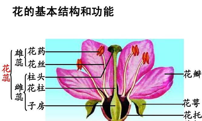 丁香的生长周期（从种子到开花）