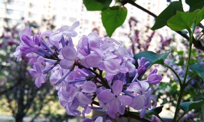 丁香花的开花时间与特点（春季美丽的丁香花园——关注丁香花的开花时间）