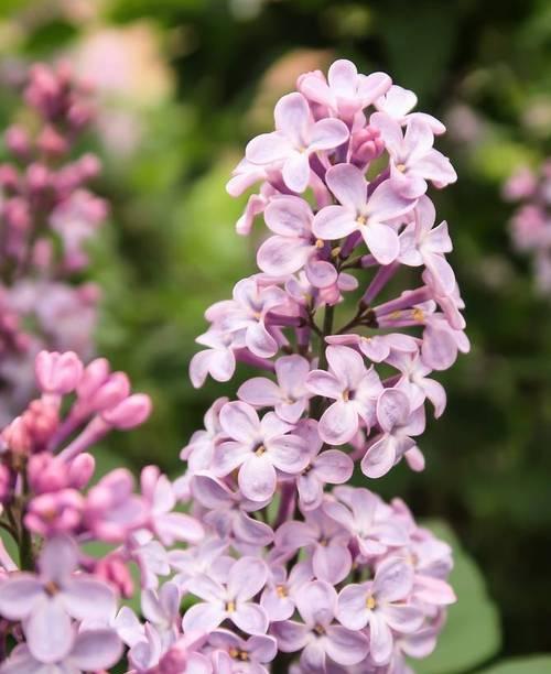 丁香花的开花时间与特点（春季美丽的丁香花园——关注丁香花的开花时间）