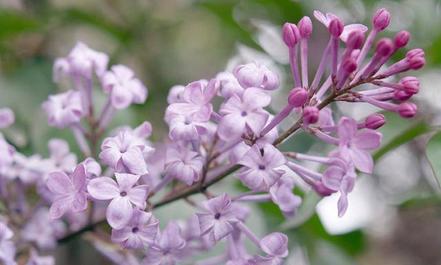 揭秘丁香花语的深刻含义（从“思念”到“忠诚”）