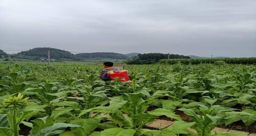 烤烟打顶的最佳时间是什么时候？具体操作步骤有哪些？