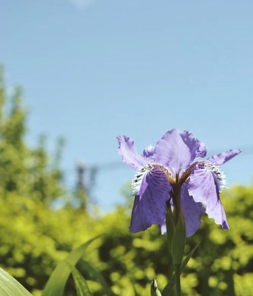 花环菊的花语是什么？如何用花环菊表达情感？