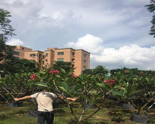 假植苗是什么意思？假植苗的定义和用途是什么？