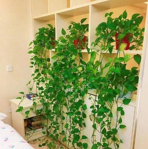 可乐浇花好吗？哪些花卉适合用可乐作为肥料？