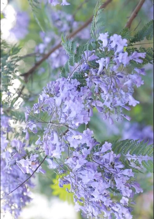 蓝楹花的花语是什么？如何表达爱意和祝福？