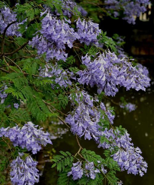 蓝楹花的花语是什么？如何表达爱意和祝福？