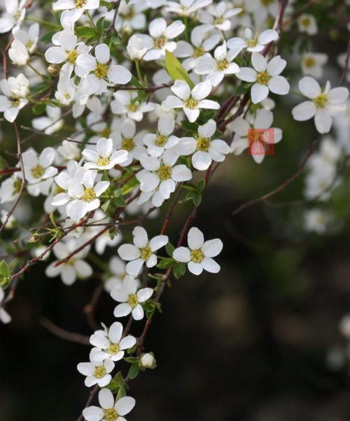 李叶绣线菊花语寓意是什么？绣线菊的花语有哪些含义？