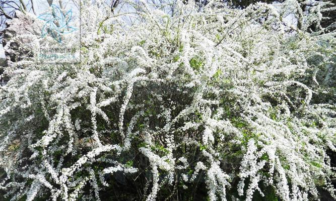 李叶绣线菊花语寓意是什么？绣线菊的花语有哪些含义？