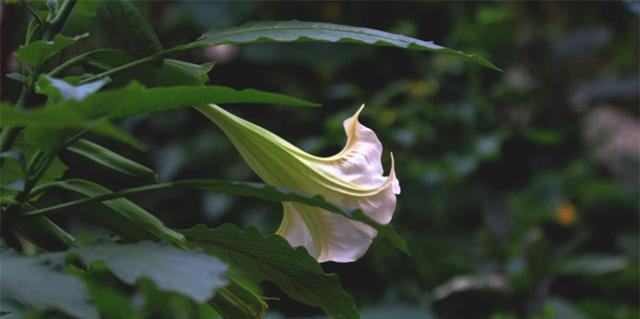 曼陀罗花的花语是什么？如何正确解读其神秘含义？