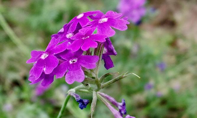 美女樱的花语是什么？樱花的含义和象征有哪些？