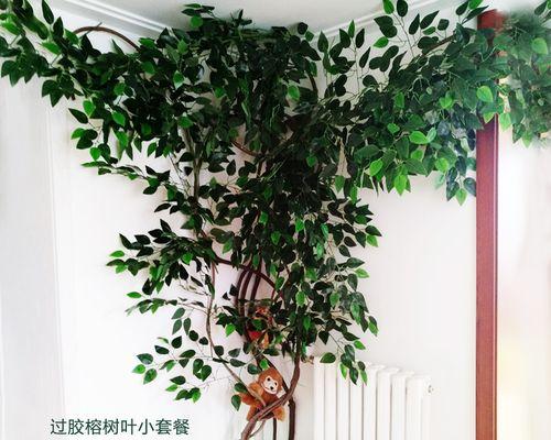 空调旁边适合放什么植物？这些植物能净化空气吗？