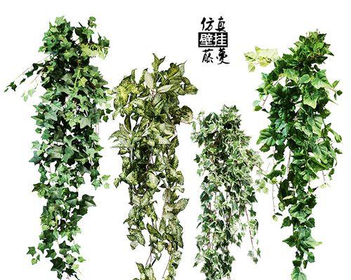 空调上放什么植物好？这些植物既美观又能净化空气？