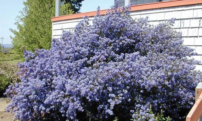 空蒙属于藤本植物还是灌木？如何区分？