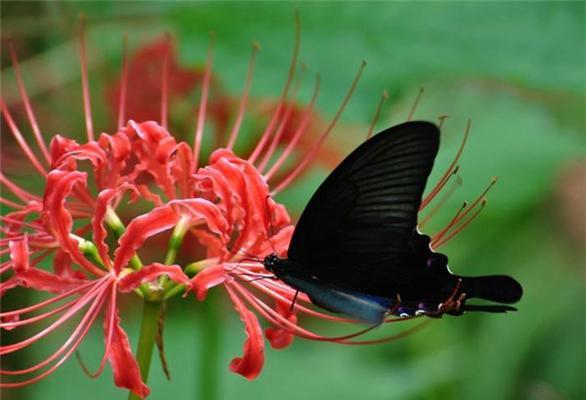 双生花的花语是什么？了解双生花的深层含义和象征意义？