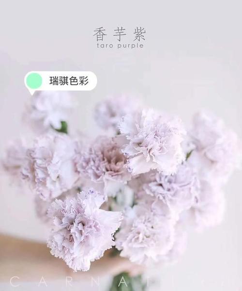 水晶草的花语是什么？如何用它表达爱意？