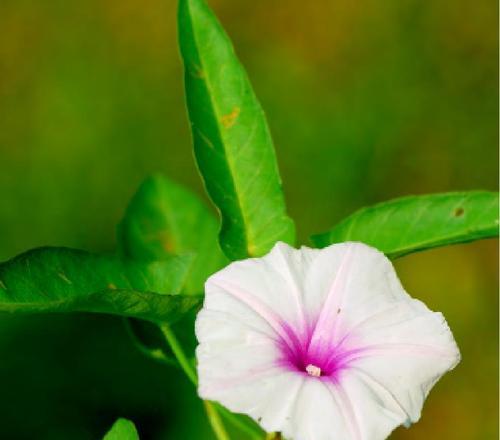 空心菜开花吗？开花后的样子是怎样的？