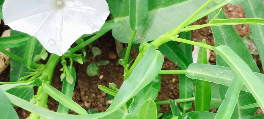 空心菜开花吗？空心菜开花的样子是怎样的？