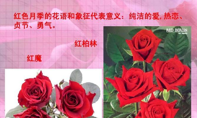 香水月季花语是什么？如何理解其深层寓意？