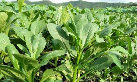 空心菜最佳种植季节是什么时候？如何确保高产？