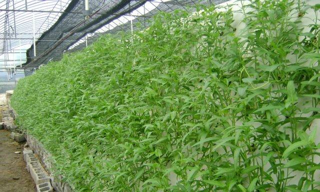 空心菜是多年生还是年生植物？种植时需要注意什么？