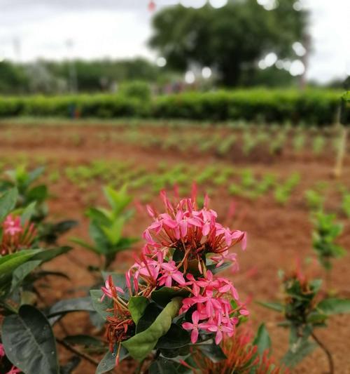 小叶龙船花的寓意是什么？花语有哪些含义？