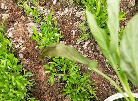 空心菜喜阴还是喜阳光？种植空心菜的光照条件解析？