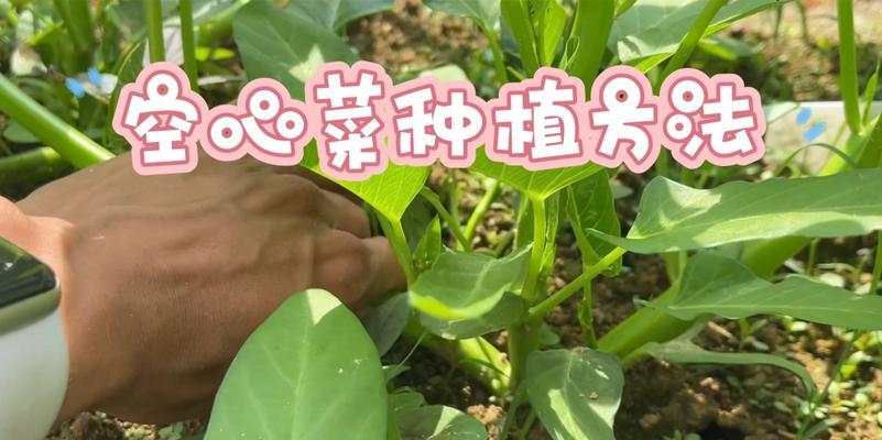 空心菜种子什么时候种植最好？种植方法有哪些？