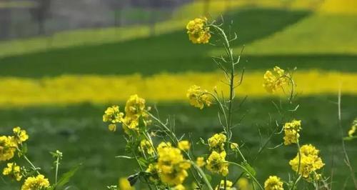 油菜花的花语是什么？油菜花代表了哪些美好寓意？