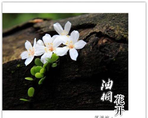 油桐花的花语是什么？油桐花代表了哪些含义？