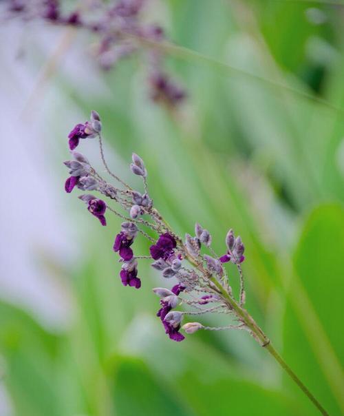 再力花的花语是什么？如何正确理解再力花的象征意义？