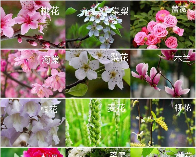 孔雀花的花期是多久？如何确定其开花时间？