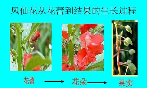 孔雀花养殖技术有哪些常见问题？如何解决？