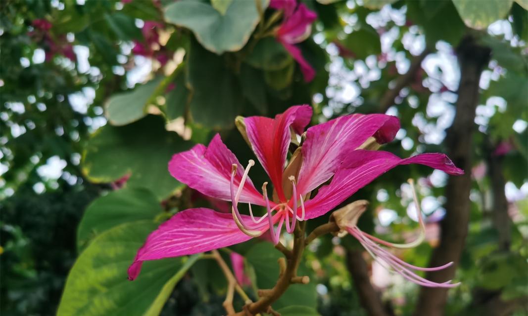 紫荆花语代表什么含义？紫荆花的象征意义有哪些？