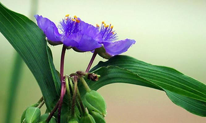 紫露草的花语是什么？紫露草寓意着什么？